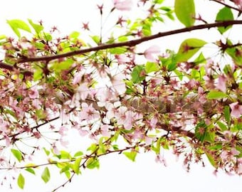 Cherry Blossom Triptych Full