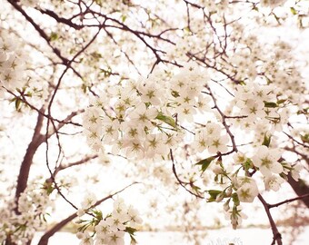 White Cherry Blossoms ShelbyRMc