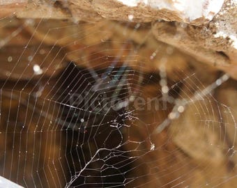 Web of Spider