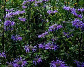 Purple Wild Flowers Photography