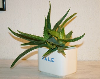 Caja o planta de sal de cerámica, Soporte para flores, Decoración para el hogar, Maceta, Jarrón, Casa de campo, Regalo para ella