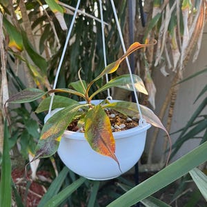 Tropical Pitcher Plant mirabilis var. globosa x Ampullaria &#39;Black Miracle&#39;