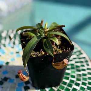 Tropical Pitcher Plant &#39;Rebecca Soper&#39; in a 3.5&quot; pot