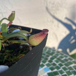 Tropical Pitcher Plant Albomarginata in a 3.5&quot; pot