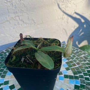 Tropical Pitcher Plant Dyeriana in a 3.5&quot; pot