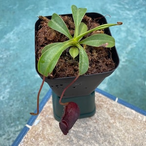 Tropical Pitcher Plant &#39;Briggsiana&#39; (Lowii x Ventricosa &#39;Red&#39;) in a 3.5&quot; pot