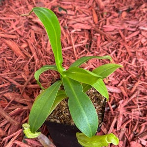 Tropical Pitcher Plant Sanguinea
