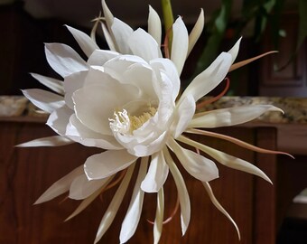 Gardenenthusiasm Etsy France