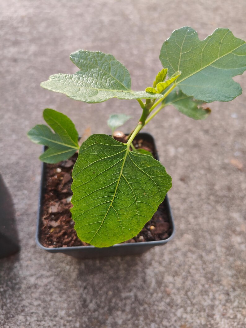 Fig Ree Sapling Celeste Fig Starter Plant in 4 Inch Pot FREE SHIPPING Available - Etsy