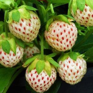 May include: Close-up of several white strawberries with red seeds and green leafy tops. The strawberries are in various stages of ripeness, with some fully developed and others still forming. The image is set against a backdrop of green leaves.