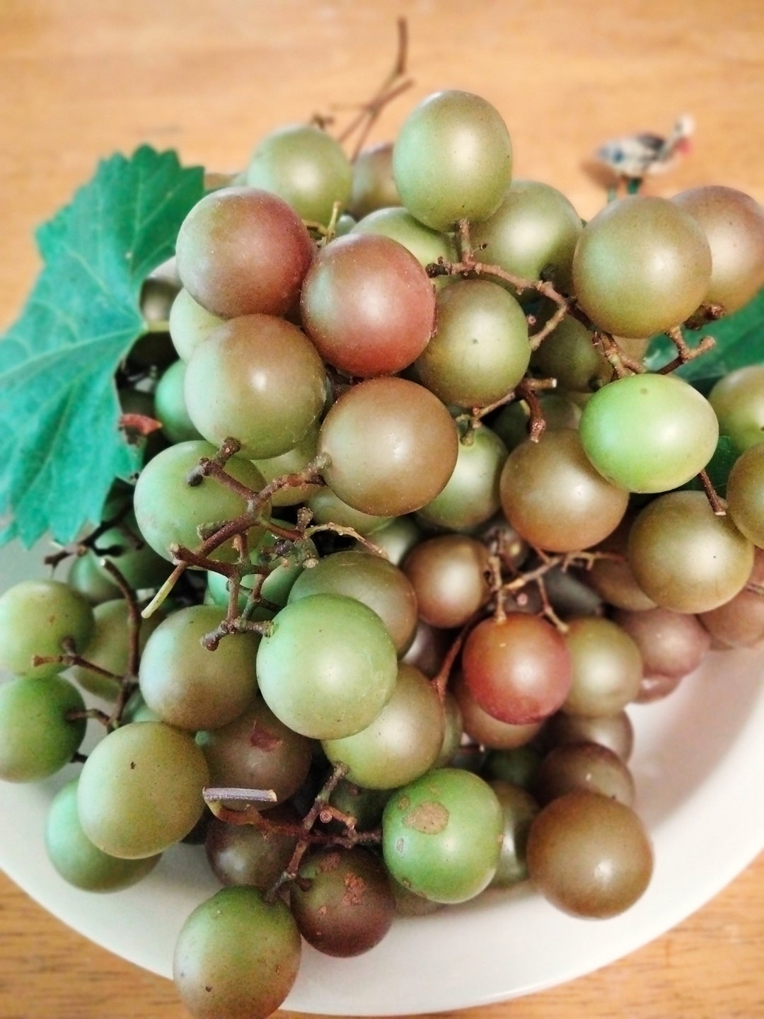 Triumph Muscadine Grape Starter Plant in Pot, Self Fertile, Bronze