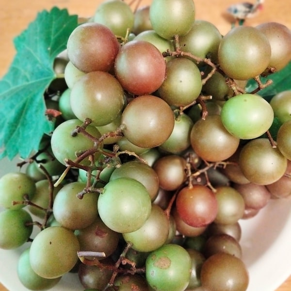 Triumph muscadine grape starter plant in pot, self fertile, bronze color berries Free Shipping