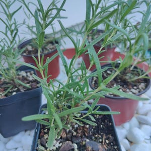 May include: Several small rosemary plants in individual black and terracotta plastic pots. Each plant features thin, needle-like green leaves growing on woody stems. The soil in the pots is dark and contains small pebbles and organic matter.