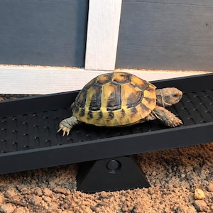 May include: A small tortoise with a patterned brown and tan shell walks across a black, rectangular, textured ramp. The ramp is supported by a central triangular base, creating a seesaw-like structure positioned on a sandy surface.
