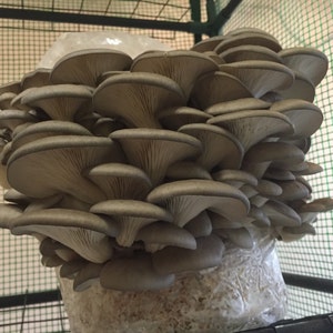 Oyster Mycelium Liquid Culture (Pleurotus ostreatus)