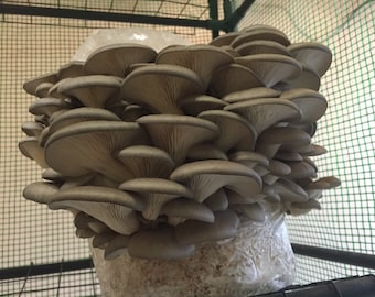Cultivo líquido de micelio de ostra (Pleurotus ostreatus)