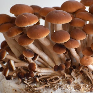 Puede incluir: Primer plano de un grupo de champiñones marrones que crecen en un sustrato blanco. Los champiñones tienen sombreros marrones claros y tallos blancos.