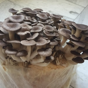 Black Pearl Mushroom Mycelium Liquid Culture (Pleurotus Ostreatus Hybrid)