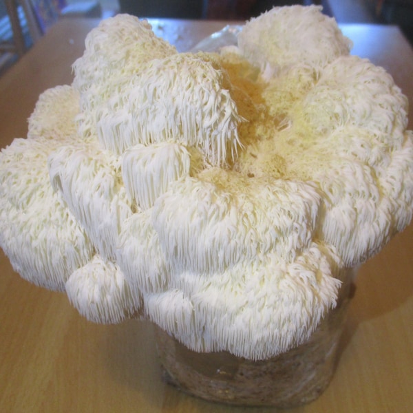 Lion’s Mane Mycelium Liquid Culture (Hericium erinaceus)