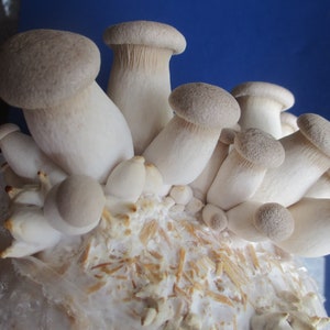 King Oyster Mycelium Liquid Culture (Pleurotus Eryngii)