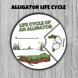May include: A circular educational graphic titled "Alligator Life Cycle" with illustrations of an alligator and its life cycle stages. The graphic includes text and a diagram of an alligator on a log, an alligator hatching, and a swamp scene.