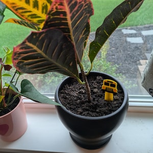 Puede incluir: Una planta de interior con hojas variegadas en una maceta negra. Un medidor de humedad en forma de autobús escolar amarillo está en la tierra.