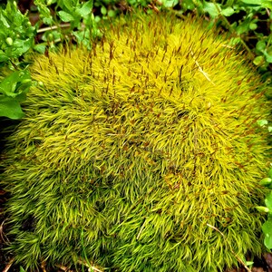 Wild Forest Moss