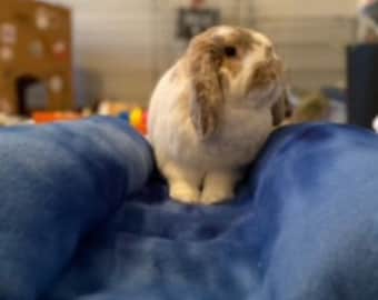 May include: A brown and white rabbit with floppy ears sits on a blue fleece blanket.