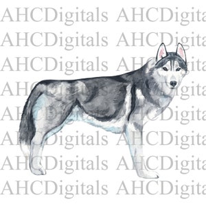 Siberian Husky Sublimation Image, Husky Watercolor Image, Siberian Husky Digital Download, dog png, cute dog digital download, husky png