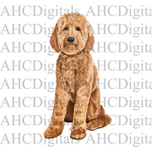 Golden Doodle Sublimation Bild, Golden Doodle Aquarell Bild, Voll Hund Digital Download, Hund png, goldendoodle Puppies png