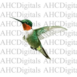 Green Hummingbird Sublimation Image, Ruby-throated Hummingbird Watercolor Bird Image, green bird Artwork, Digital Download