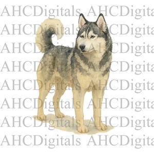 Image en sublimation Husky, aquarelle Husky PNG, téléchargement numérique de chien mignon, des cliparts Husky, chien Art imprimable, Husky sibérien