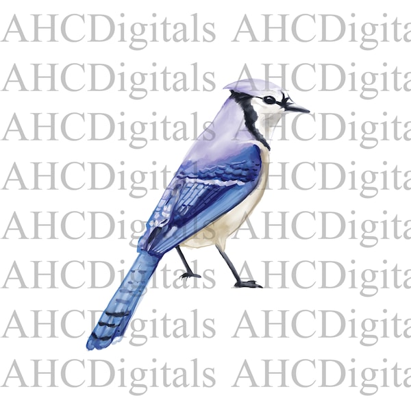 Blue Jay Sublimation Image, Watercolor Blue Bird Image, Himalayan bluetail clipart, blue bird Artwork, Digital Download