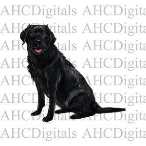 May include: A black Labrador Retriever dog sitting with its tongue sticking out. The dog is looking to the right of the image.