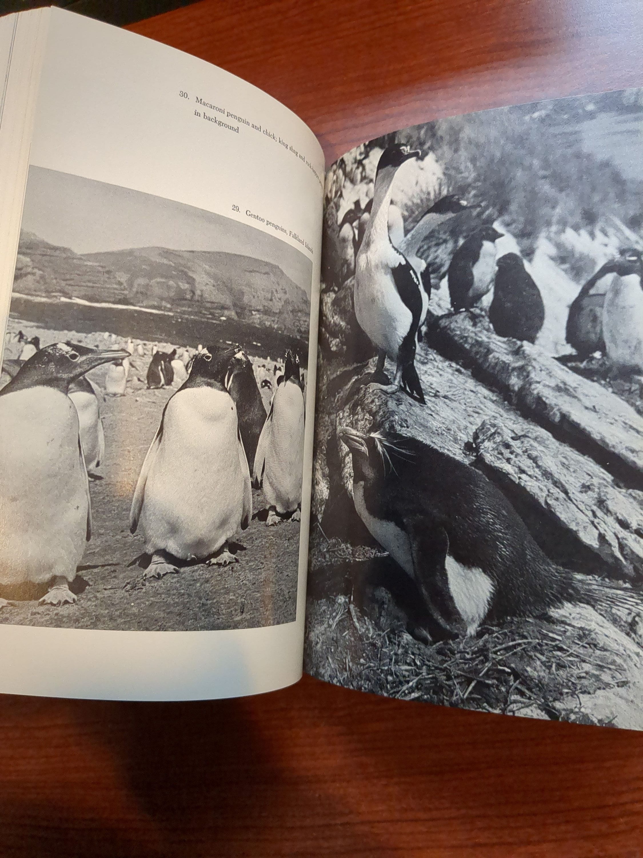 The Empty Ark: Philip Crowe 1967 Book on Wildlife, Environmentalism - Etsy