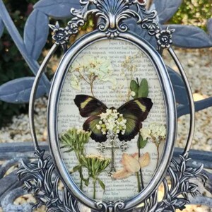 Gothic Cross Framed Butterfly Specimen