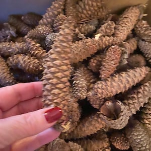May include: A collection of brown pine cones, with one held in a hand with a red nail polish. The pine cones are of varying sizes and shapes, filling a box. The cones have a textured, scaly appearance, suggesting a natural, rustic theme.