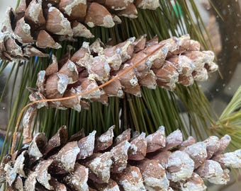 Witte dennenappels in het oosten van Noord-Carolina natuurlijk