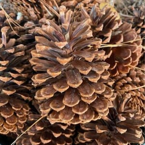 May include: A close-up of a pile of brown pine cones. The cones are arranged in a random pattern and are all different sizes. The cones are dry and have a rough texture.