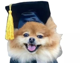 Small Dog Graduation Cap