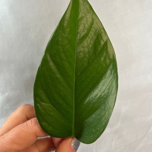 May include: A single, vibrant green leaf with a pointed tip. The leaf has a smooth, glossy surface and prominent veins. The leaf is held by a hand against a white background. The leaf is a part of a plant.
