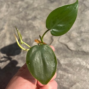 Heart Leaf Philodendron CUTTING Unrooted, Philodendron hederaceum, Live Rare Houseplant Tropical, Holiday Decor, DIY Custom Gift