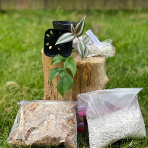 Propagation Kit! CUTTINGS Unrooted 2, 4, 5, 6 Houseplant, Pots, Sphagnum Moss and Perlite, Mystery Box! Rare Common, Holiday Custom Gift Box