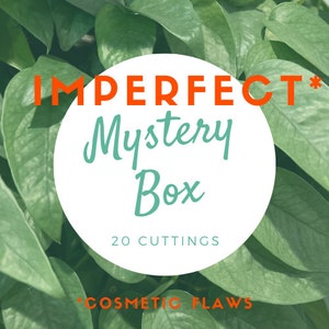 Mystery Box *Imperfect* 20 CUTTINGS, Unrooted Rare Common Live, Houseplants, Plant Babies Rehab, Holiday Decor, DIY Custom Gift Set For Her