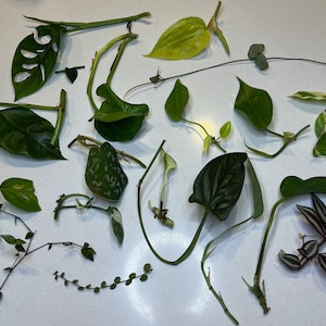 May include: Assortment of various plant cuttings, including Monstera, Pothos, and Wandering Jew, with green and variegated leaves. The cuttings are arranged on a white surface, showcasing different shapes and textures.