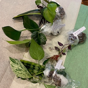 May include: An overhead shot of several small potted plants and cuttings, wrapped in plastic and tied with white ribbon. The plants have various green leaf shapes and patterns. Some plants have tags with handwritten text.