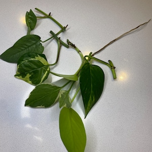 Mystery Box 3-6 Vining Houseplant CUTTINGS, Unrooted Tropical Rare Common, Live Plant Babies, DIY Holiday Decor, Unique Custom Gift For Her