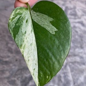 May include: Close-up of a heart-shaped leaf, showcasing a striking contrast. One half is a vibrant green, while the other is a mix of white and green variegation. The leaf is held by a stem, highlighting its natural beauty.