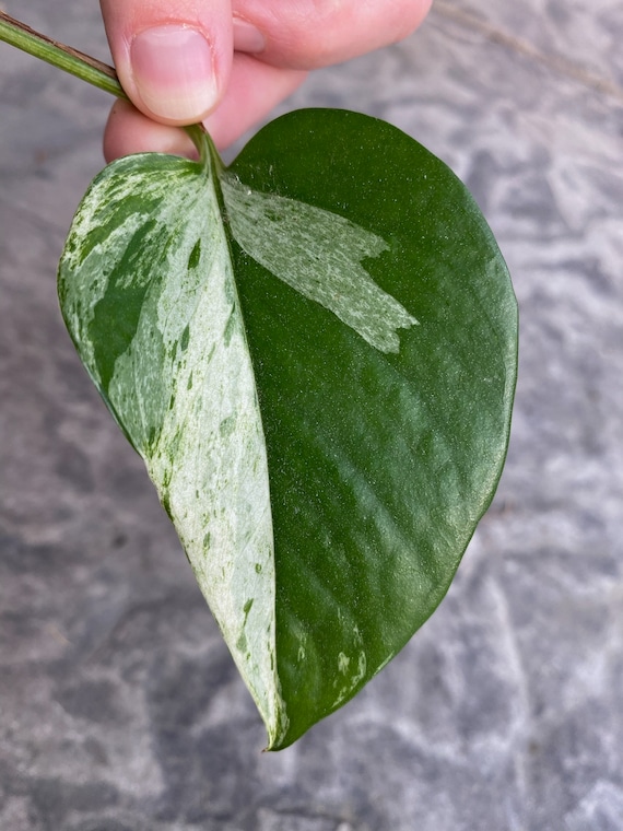 Epipremnum Pinnatum 'Marble Queen' ~ Rooted Cutting