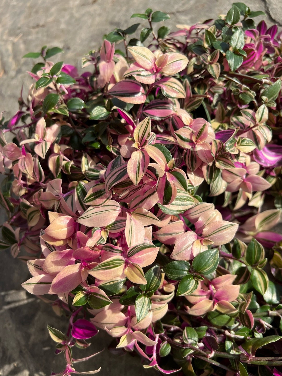 Tradescantia Pink Princess CUTTING, Rare Live Unrooted Houseplant